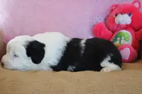 AKC Maeve, a female Old English Sheepdog for sale in Fair Grove, MO – 6 of 10