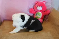 AKC Maeve, a female Old English Sheepdog for sale in Fair Grove, MO – 10 of 10