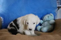 AKC Jake, a male Old English Sheepdog for sale in Fair Grove, MO – 10 of 10