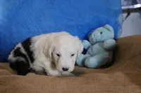 AKC Jake, a male Old English Sheepdog for sale in Fair Grove, MO – 2 of 10