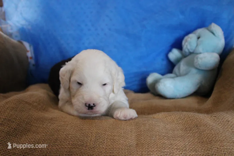 AKC Jacob – Old English Sheepdog puppy for sale in Fair Grove, MO