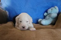 AKC Jacob, a male Old English Sheepdog for sale in Fair Grove, MO – 1 of 5