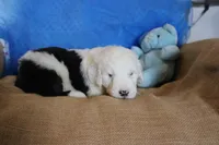 AKC Jack, a male Old English Sheepdog for sale in Fair Grove, MO – 3 of 10