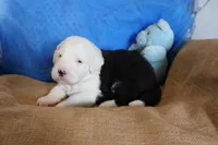 AKC Jacob, a male Old English Sheepdog for sale in Fair Grove, MO – 2 of 5