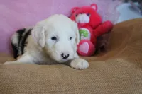AKC Josephine, a female Old English Sheepdog for sale in Fair Grove, MO – 6 of 9
