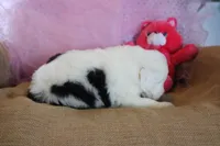 AKC Josephine, a female Old English Sheepdog for sale in Fair Grove, MO – 2 of 9
