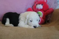 AKC Maeve, a female Old English Sheepdog for sale in Fair Grove, MO – 3 of 10