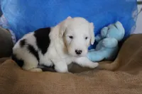 AKC Joker, a male Old English Sheepdog for sale in Fair Grove, MO – 9 of 9