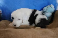 AKC Job, a male Old English Sheepdog for sale in Fair Grove, MO – 10 of 10