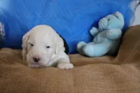 AKC Jacob, a male Old English Sheepdog for sale in Fair Grove, MO – 3 of 5