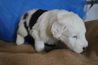 AKC Joker, a male Old English Sheepdog for sale in Fair Grove, MO – 4 of 9