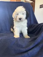 AKC Maeve, a female Old English Sheepdog for sale in Fair Grove, MO – 1 of 6