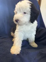 AKC Maeve, a female Old English Sheepdog for sale in Fair Grove, MO – 2 of 6