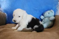 AKC Jake, a male Old English Sheepdog for sale in Fair Grove, MO – 4 of 10