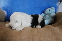 AKC Jack, a male Old English Sheepdog for sale in Fair Grove, MO – 4 of 10