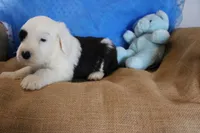 AKC Jasper, a male Old English Sheepdog for sale in Fair Grove, MO – 6 of 6