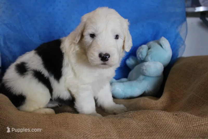 AKC Joker – Old English Sheepdog puppy for sale in Fair Grove, MO