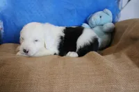 AKC Jack, a male Old English Sheepdog for sale in Fair Grove, MO – 10 of 10