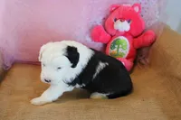 AKC Maeve, a female Old English Sheepdog for sale in Fair Grove, MO – 5 of 10