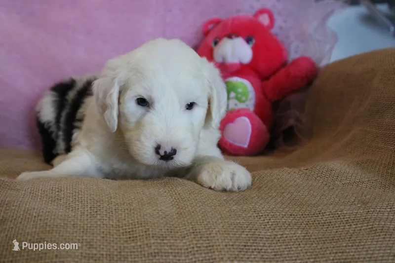 AKC Josephine – Old English Sheepdog puppy for sale in Fair Grove, MO