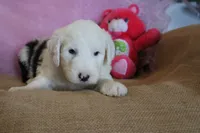 AKC Josephine, a female Old English Sheepdog for sale in Fair Grove, MO – 1 of 9
