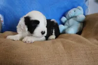 AKC Jasper, a male Old English Sheepdog for sale in Fair Grove, MO – 5 of 6