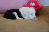 AKC Maeve, a female Old English Sheepdog for sale in Fair Grove, MO – 9 of 10