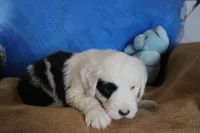 AKC Job, a male Old English Sheepdog for sale in Fair Grove, MO – 8 of 10