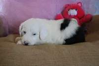 AKC Josephine, a female Old English Sheepdog for sale in Fair Grove, MO – 3 of 9