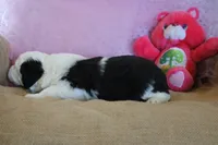 AKC Maeve, a female Old English Sheepdog for sale in Fair Grove, MO – 8 of 10