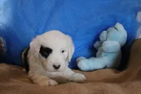 AKC Job, a male Old English Sheepdog for sale in Fair Grove, MO – 2 of 10