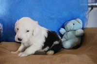 AKC Jake, a male Old English Sheepdog for sale in Fair Grove, MO – 3 of 10