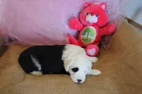 AKC Mollie, a male Old English Sheepdog for sale in Fair Grove, MO – 6 of 9