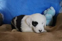 AKC Job, a male Old English Sheepdog for sale in Fair Grove, MO – 4 of 10