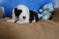 AKC Jasper, a male Old English Sheepdog for sale in Fair Grove, MO – 1 of 6