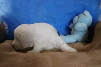 AKC Job, a male Old English Sheepdog for sale in Fair Grove, MO – 5 of 10