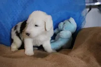 AKC Joker, a male Old English Sheepdog for sale in Fair Grove, MO – 2 of 9