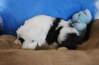 AKC Job, a male Old English Sheepdog for sale in Fair Grove, MO – 3 of 10
