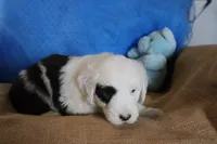 AKC Job, a male Old English Sheepdog for sale in Fair Grove, MO – 9 of 10
