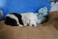 AKC Jack, a male Old English Sheepdog for sale in Fair Grove, MO – 6 of 10
