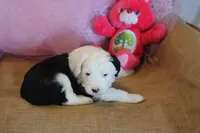 AKC Maeve, a female Old English Sheepdog for sale in Fair Grove, MO – 2 of 10