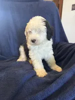 AKC Maeve, a female Old English Sheepdog for sale in Fair Grove, MO – 4 of 6