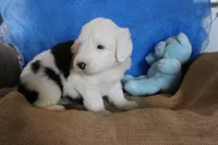 AKC Joker, a male Old English Sheepdog for sale in Fair Grove, MO – 8 of 9