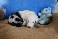AKC Jake, a male Old English Sheepdog for sale in Fair Grove, MO – 5 of 10