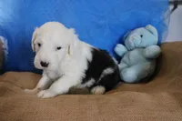 AKC Jake, a male Old English Sheepdog for sale in Fair Grove, MO – 1 of 10