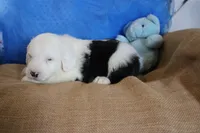 AKC Jack, a male Old English Sheepdog for sale in Fair Grove, MO – 9 of 10