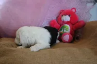 AKC Mollie, a male Old English Sheepdog for sale in Fair Grove, MO – 7 of 9