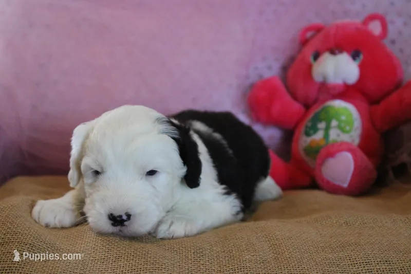 AKC Maeve – Old English Sheepdog puppy for sale in Fair Grove, MO