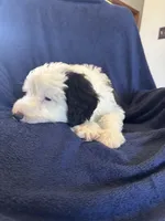 AKC Maeve, a female Old English Sheepdog for sale in Fair Grove, MO – 6 of 6