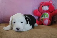 AKC Maeve, a female Old English Sheepdog for sale in Fair Grove, MO – 4 of 10